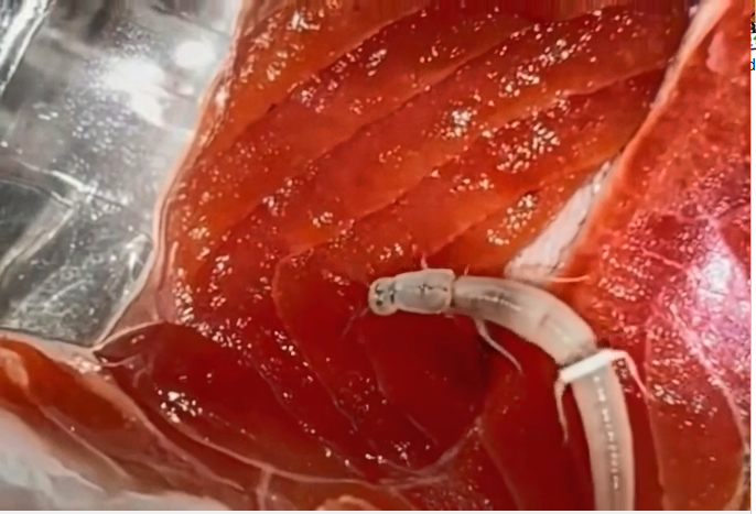 Don’t Ignore This: Parasites Could Be Present in These Common Foods